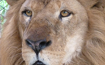 rescued lion named iron south africa, lion, rescued lions, 33 lions, circus lions, animal international defenders, emoya big cat sanctuary, limpopo