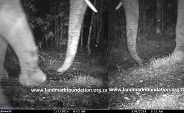 Knysna elephant triggers a leopard cam. 