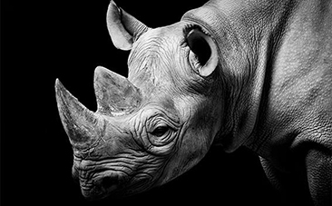 cites cop17 rhino south africa, cites, cop17, conference of the parties, rhino, africa, stop, anti poaching, johannesburg, edna molewa