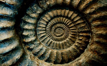 fossils in Grahamstown  fossils, sanral, dr Robert gess, palaeontology, waterloo farm, grahamstown