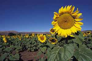 Sunflower farm near Rustenburg in North West