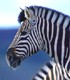 South Africa Photo Galleries