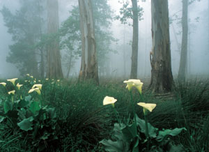 A forest in the Hogsback region of the Western Cape