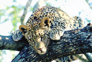 Leopard in the Kruger National Park
