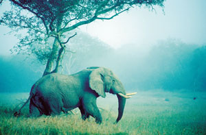 Elephant in the Kruger National Park