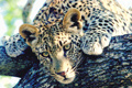 Gallery: South Africa's wildlife