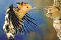 Gallery: South Africa's birdlife