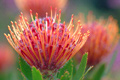 Gallery: South Africa's plant life