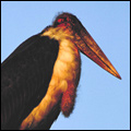 Marabou stork