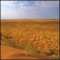 Landscape: Kgalagadi Transfrontier Park