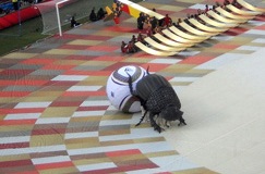 The African dung-beetle steals the 2010 opening show The African dung-beetle steals the 2010 opening show