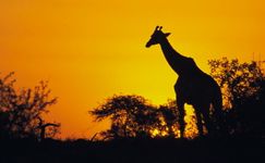 Giraffe at sunset in the Kruger National Park giraffe, sunset, kruger, knp, sanparks, national
parks, game, wildlife, game reserve Giraffe at sunset in the Kruger National Park giraffe, sunset, kruger, knp, sanparks, national
parks, game, wildlife, game reserve