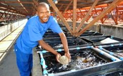 Abagold is one of the largest marine aquaculture operations in the world. 