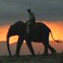 South African wildlife experiences