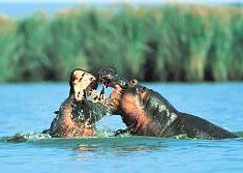 Hippos at iSimangaliso Wetland Park Hippos at iSimangaliso Wetland Park
