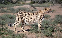 Sibella the cheetah cheetah, conservation, samara, karoo, sibella, south africa, wildlife