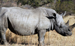 rhino, anti poaching, conservation group, rhino, anti poaching, south africa