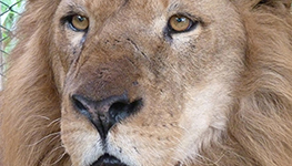 rescued lion named iron south africa, lion, rescued lions, 33 lions, circus lions, animal international defenders, emoya big cat sanctuary, limpopo rescued lion named iron south africa, lion, rescued lions, 33 lions, circus lions, animal international defenders, emoya big cat sanctuary, limpopo