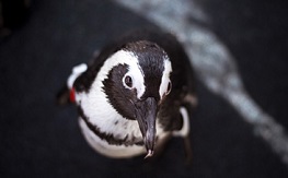 African Penguin, endangered African Penguin, endangered, Birdlife South Africa, colony