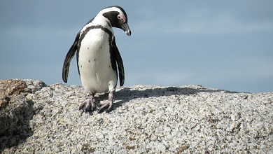 penguin_2