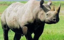 Black rhino 