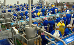 Island Way Sorbet island way sorbet, pickle, factory, pepper, food processing, industrialisation