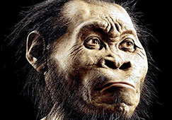 Homo naledi, fossil homo naledi, maropeng, dinaledi chamber, rising star, lee berger, hominin, hominid, national geographic, cradle of humankind Homo naledi, fossil homo naledi, maropeng, dinaledi chamber, rising star, lee berger, hominin, hominid, national geographic, cradle of humankind