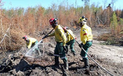 Working on Fire working on fire, firefighting, forest fire, fireman