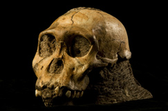 SA 'to be palaeoscience world leader' SA 'to be palaeoscience world leader'