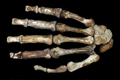 SA's 'best candidate' for human ancestry SA's 'best candidate' for human ancestry