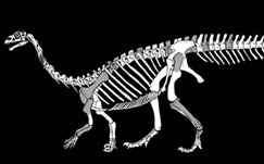Sefapanosaurus dinosaur dinosaur, fossil, sefapanosaurus