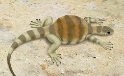 Eunotosaurus africanus fossil Wits University, Evolutionary Studies 
Institute, Gaberial Bever, palaeontology, turtles, Eunotosaurus africanus