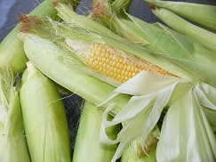 eradicating maize toxins Yolanda Nkala, maize, agriculture, science, Mycotoxin, Kholiswa Ntshinga