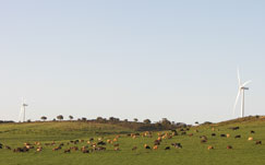 Jeffreys Bay wind farm jeffreys bay, wind farm, wind energy