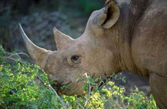Black rhino, Limpopo province 