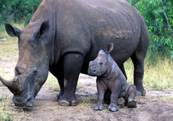 Southern White rhinoceros adult and calf 