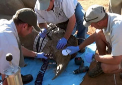 'Poisoned' rhino horns to beat poachers