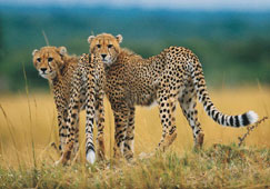 Wild cheetahs return to the Free State 