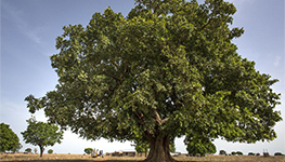 great green wall of africa great green wall, africa, african union great green wall of africa great green wall, africa, african union