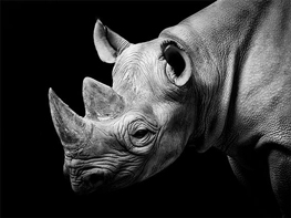 cites cop17 rhino south africa, cites, cop17, conference of the parties, rhino, africa, stop, anti poaching, johannesburg, edna molewa cites cop17 rhino south africa, cites, cop17, conference of the parties, rhino, africa, stop, anti poaching, johannesburg, edna molewa
