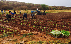project solaris south africa, bio fuel, solaris, crop, limpopo, project solaris, tobacco