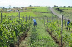 Blazing a wine trail in KwaZulu-Natal 