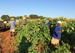 Boeing, South African Airways to make jet fuel from tobacco 