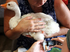 Goose prosthesis ozzie, goose, prosthetic leg, amputee, 3d printing, bunnycorp, centre for 
rapid prototyping and manufacturing, rsg, 3d printing systems, sue 
burger, philip van der walt, central university of technology