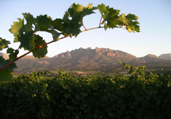 South African wine wins Fairtrade award 