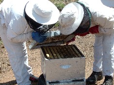  bees, beekeeping, honey, agricultural research council