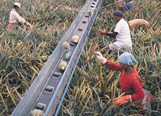 Harvesting pineapples in the E Cape 
