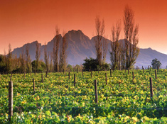 La Motte wine estate near Franschhoek in the Western Cape 