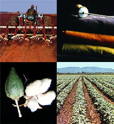 Locally grown cotton is boosting SA's textile industry 