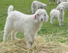 BabyMo products use Angora kid hair 